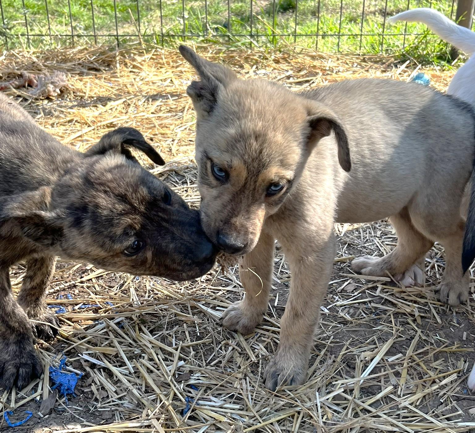 Lucky, a ADOPTABLE mixed breed in Godley, TX image 5/6