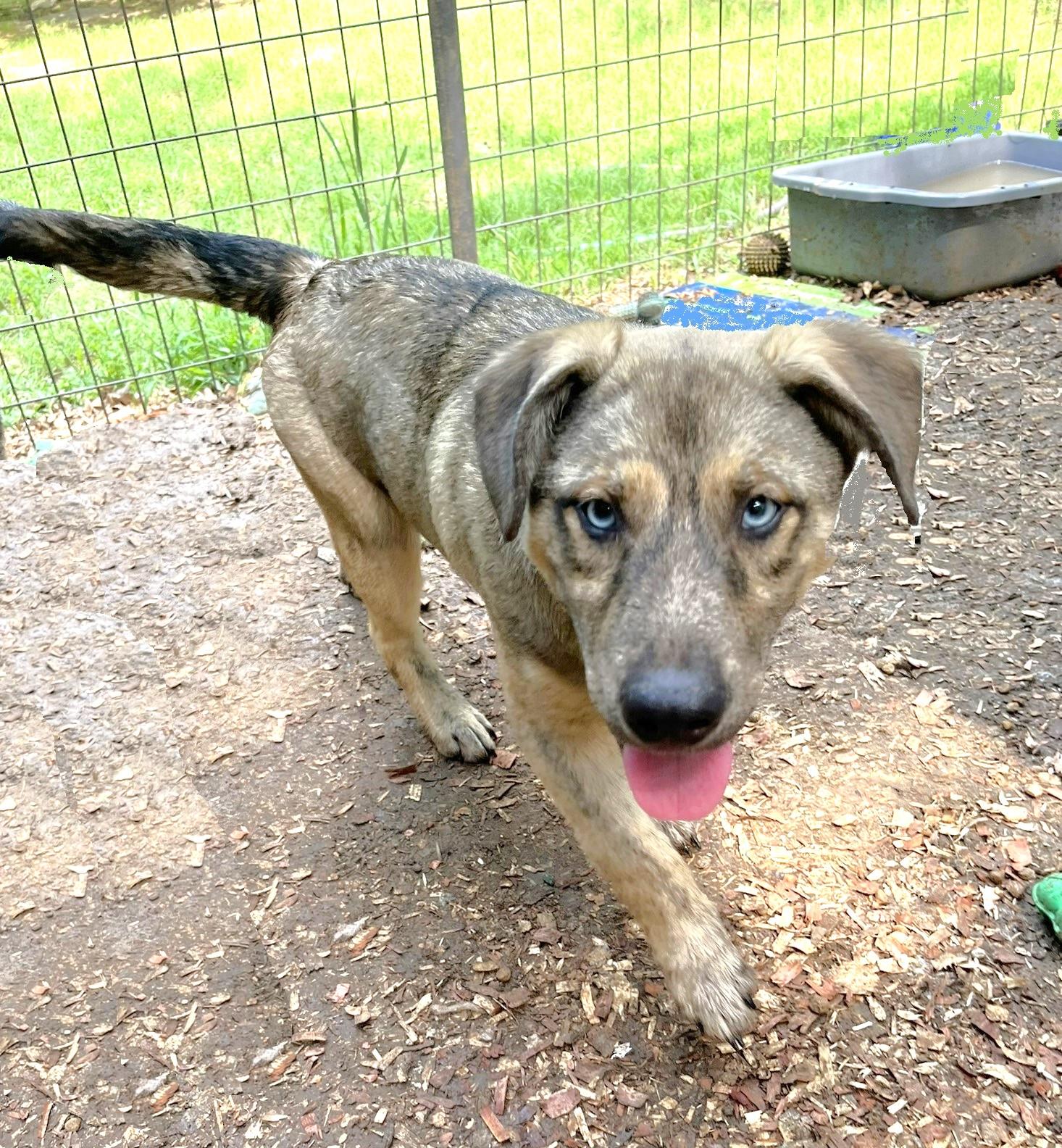 Lucky, an adopted mixed breed in Godley, TX image 3/6