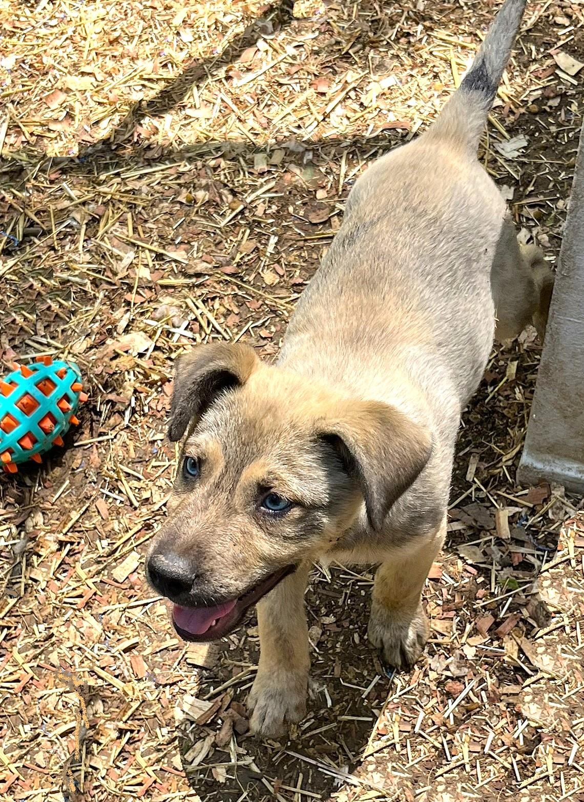 Enlarge Lucky, a ADOPTABLE mixed breed in Godley, TX image 3/6