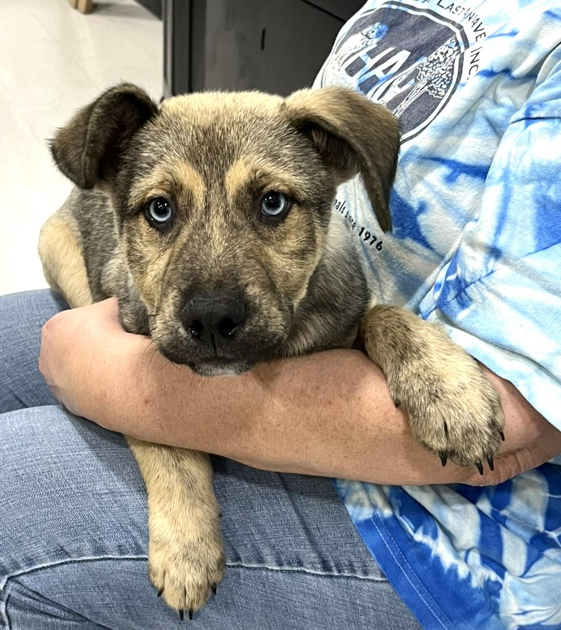 Enlarge Lucky, a ADOPTABLE mixed breed in Godley, TX image 5/6