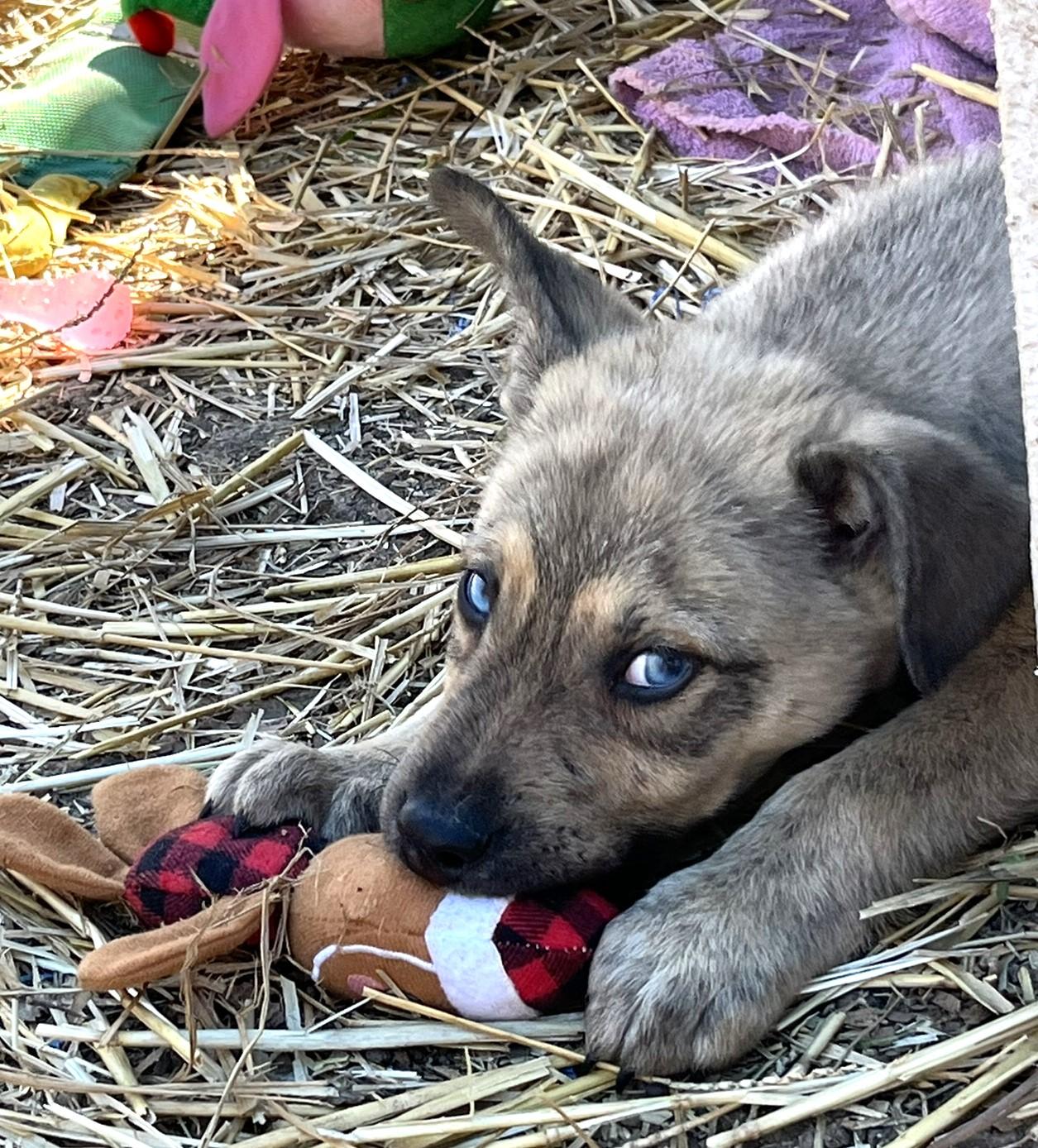 Lucky, a ADOPTABLE mixed breed in Godley, TX image 4/6