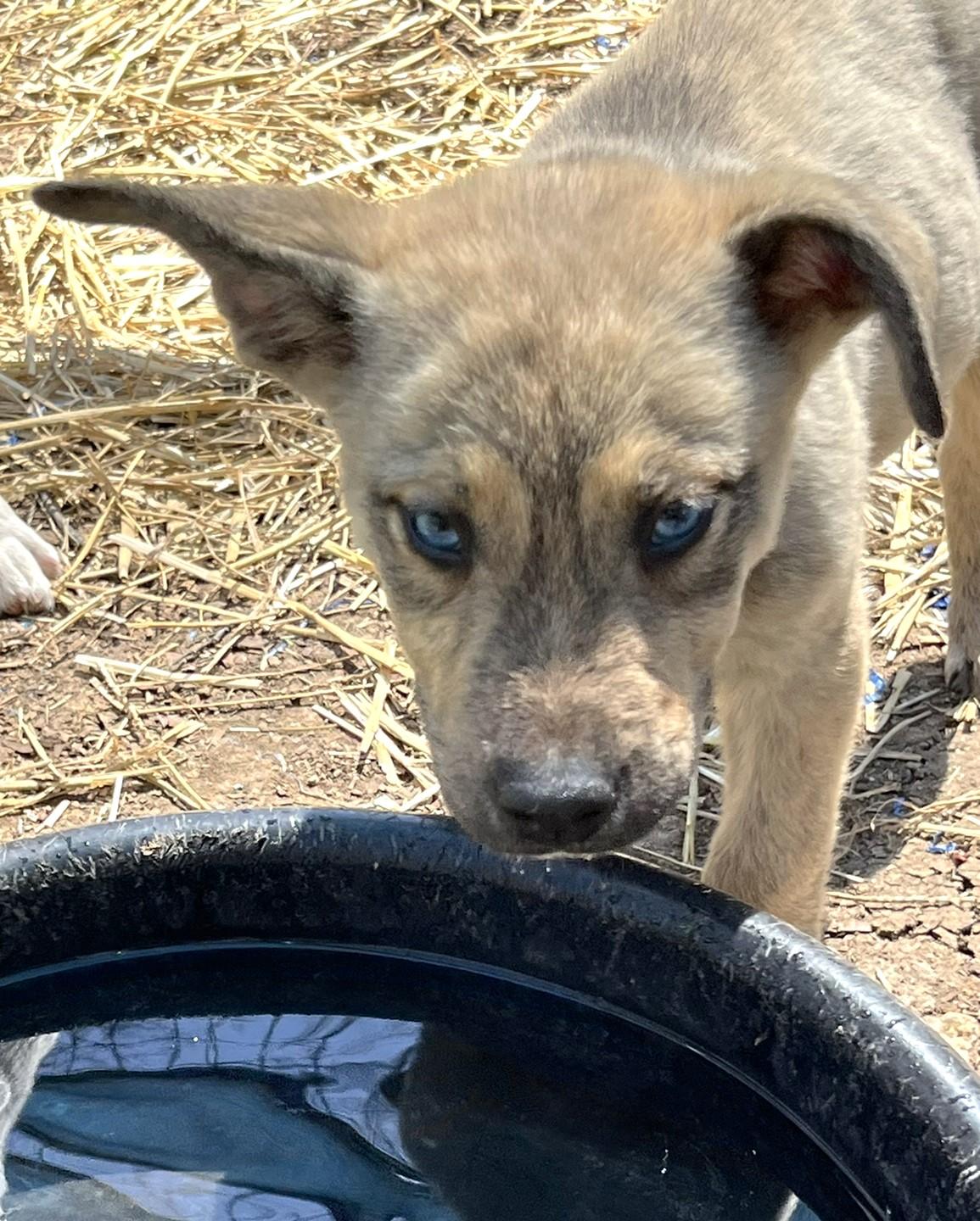 Lucky, a ADOPTABLE mixed breed in Godley, TX image 3/6