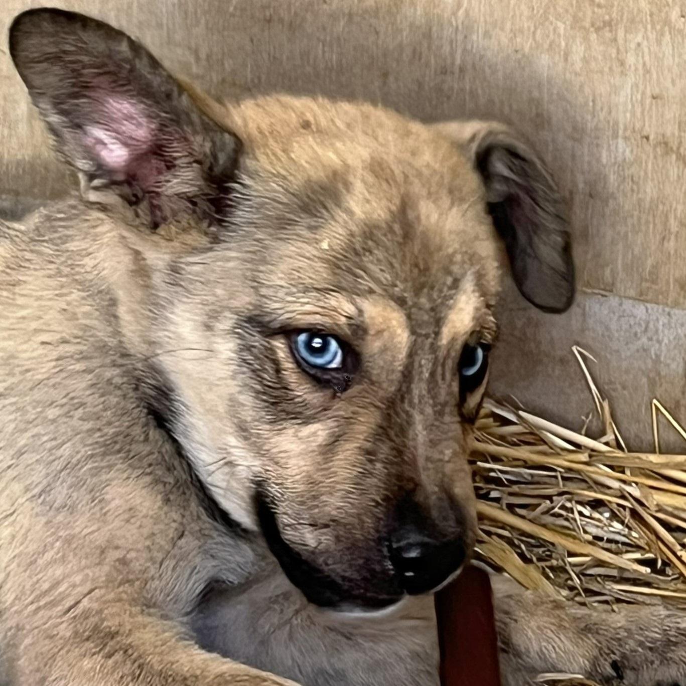 Lucky, a ADOPTABLE mixed breed in Godley, TX image 1/6