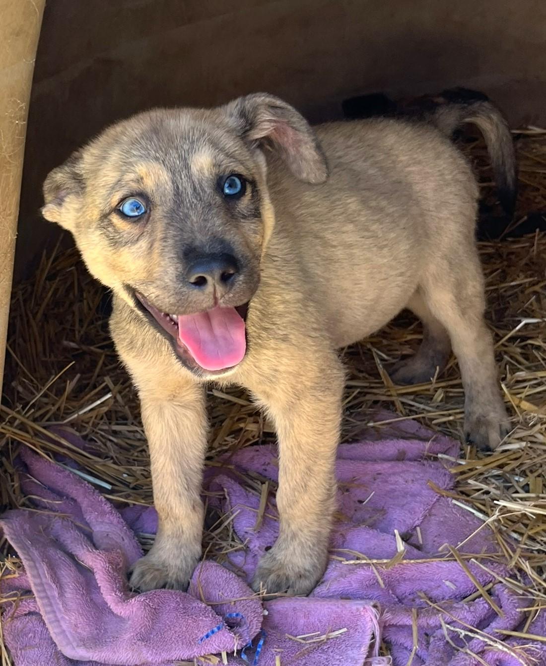 Lucky, a ADOPTABLE mixed breed in Godley, TX image 2/6