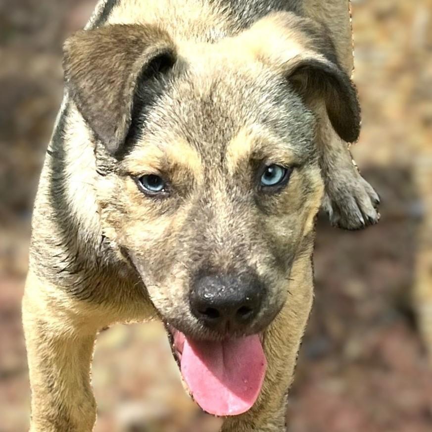 Lucky, ADOPTABLE, Puppy Male Mixed Breed & German Shepherd Dog.