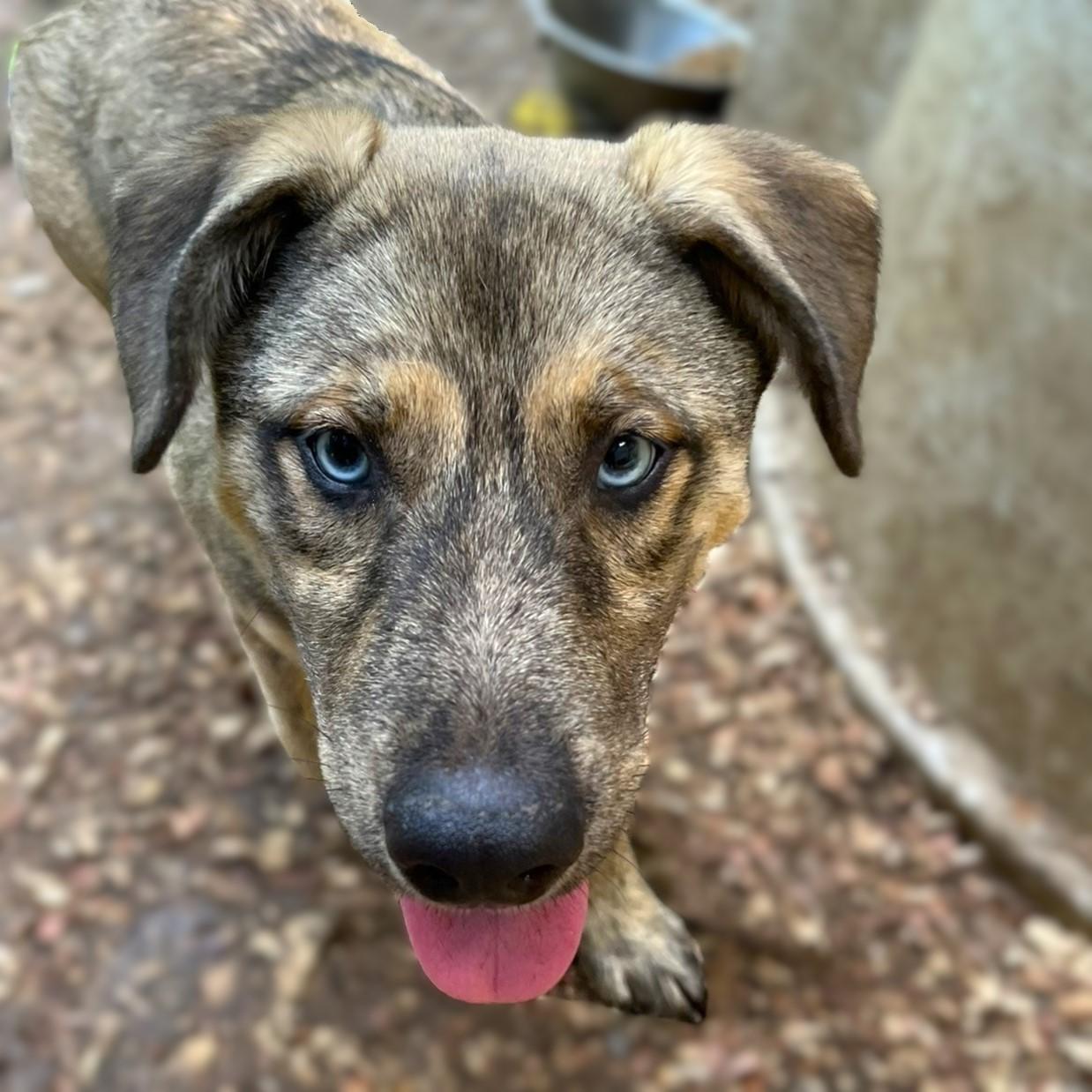 Lucky, adopted, Puppy Male Mixed Breed & German Shepherd Dog.