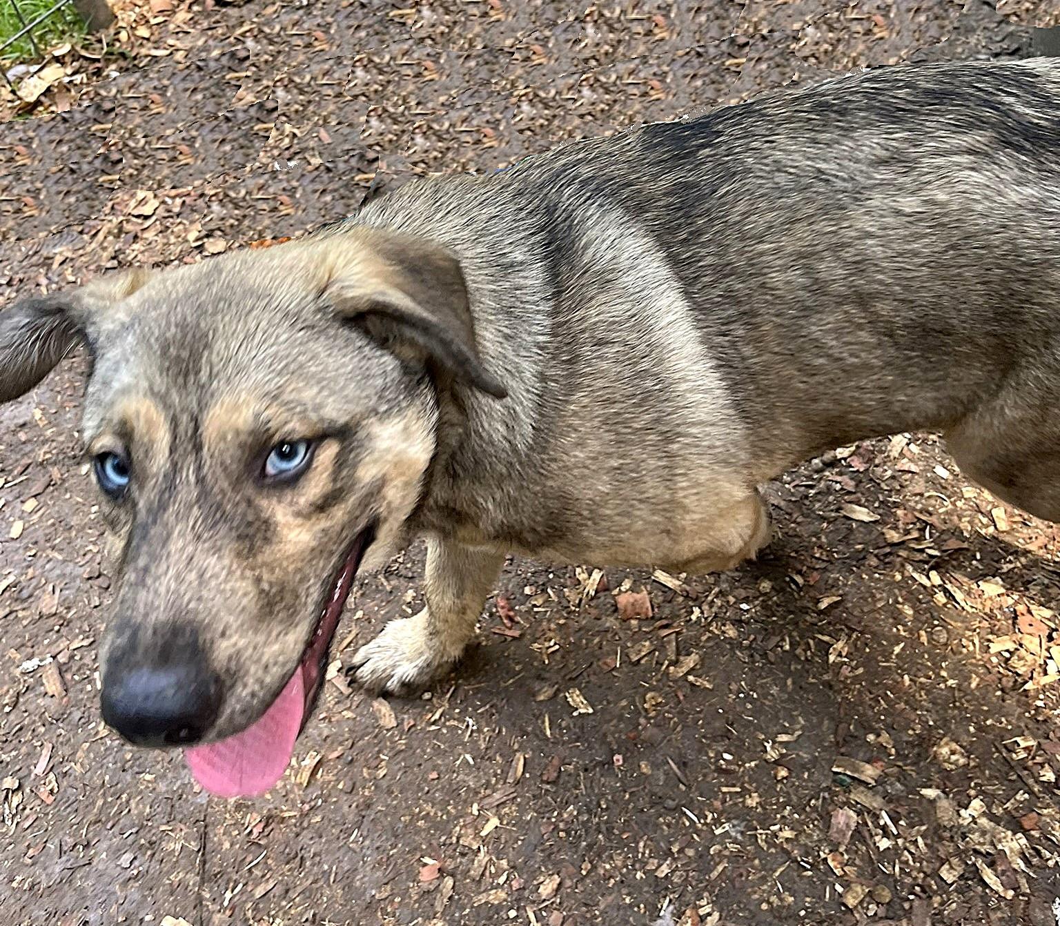 Lucky, an adopted mixed breed in Godley, TX image 6/6