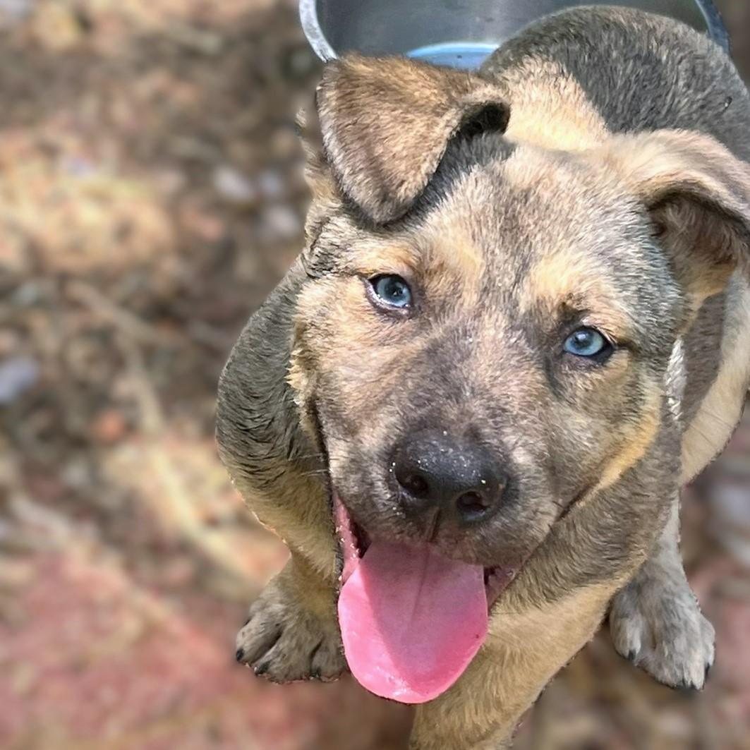 Enlarge Lucky, a ADOPTABLE mixed breed in Godley, TX image 1/6