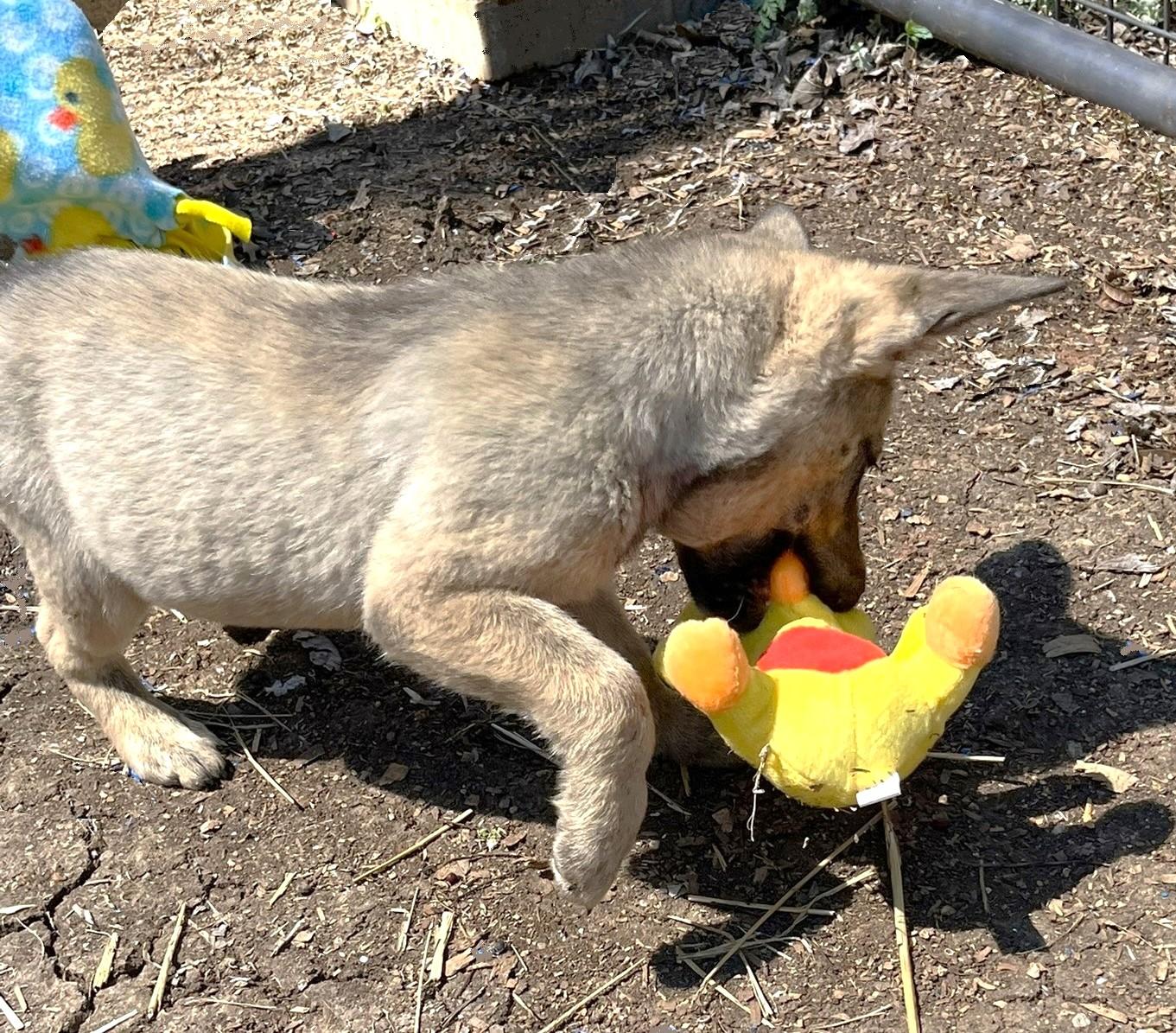 Lucky, a ADOPTABLE mixed breed in Godley, TX image 6/6