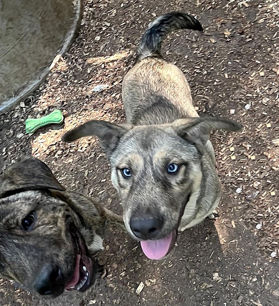 Lucky, an adopted mixed breed in Godley, TX image 2/6