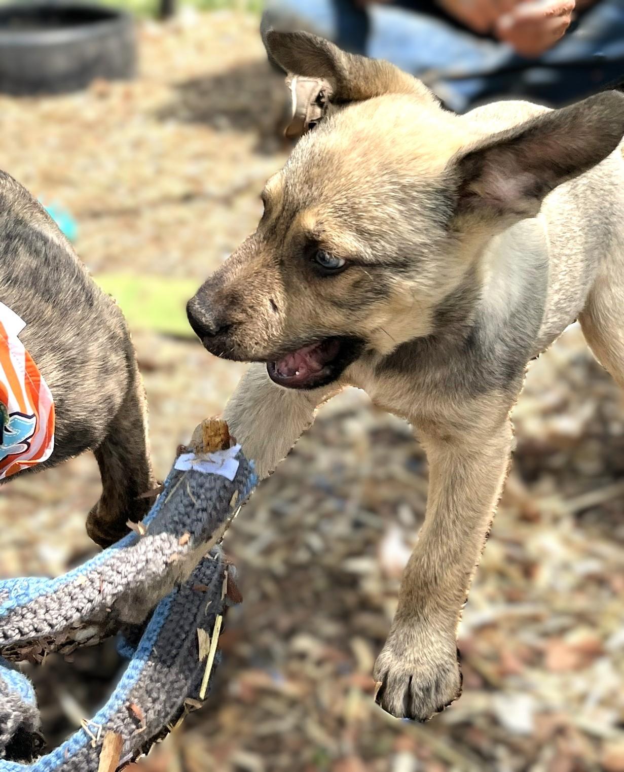 Enlarge Lucky, a ADOPTABLE mixed breed in Godley, TX image 6/6
