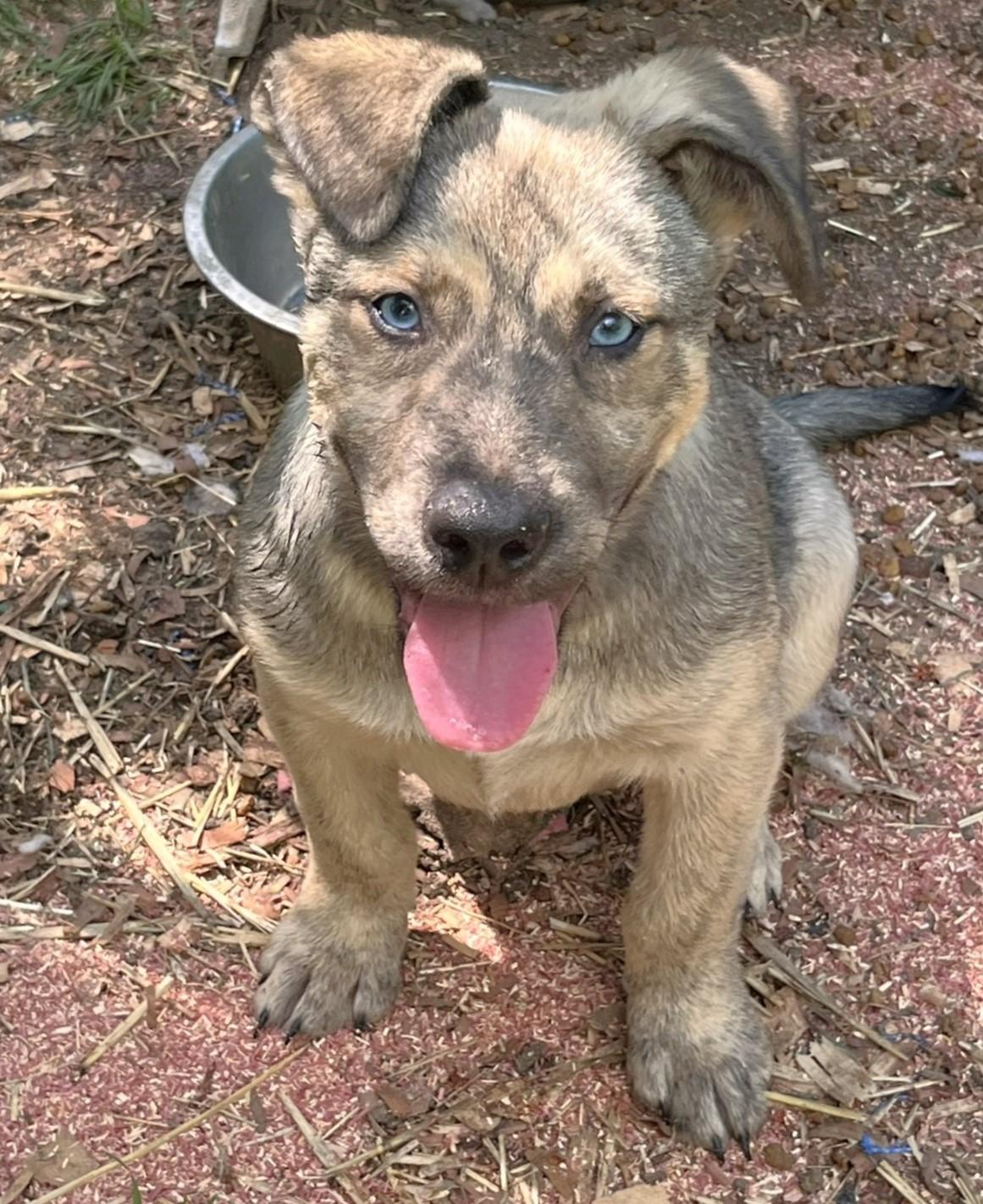 Enlarge Lucky, a ADOPTABLE mixed breed in Godley, TX image 2/6