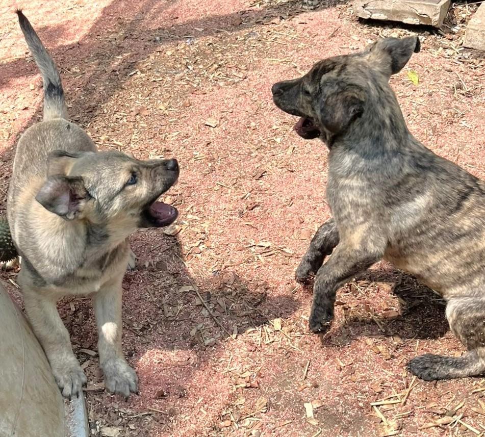 Enlarge Lucky, a ADOPTABLE mixed breed in Godley, TX image 4/6