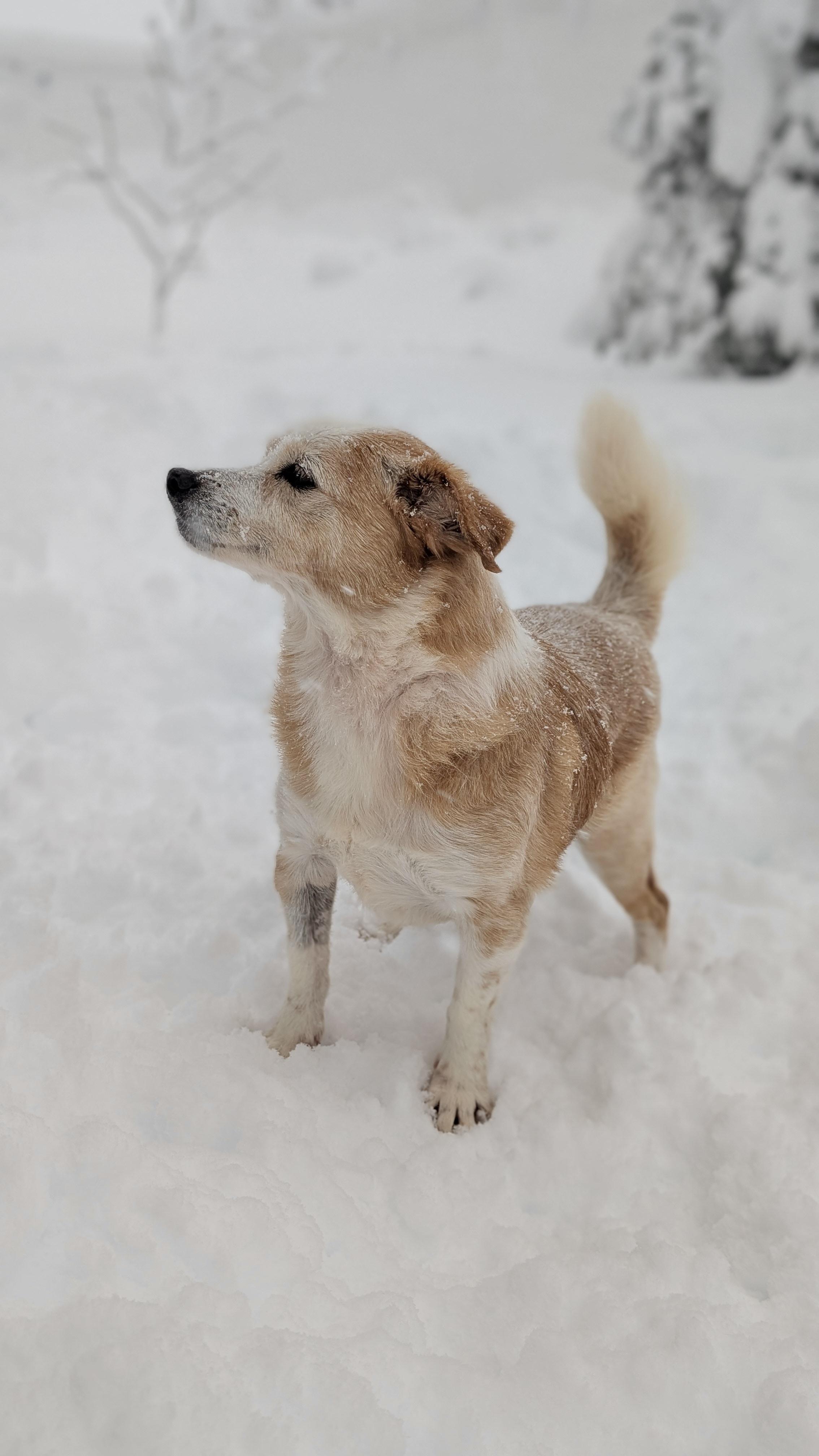 Enlarge Timon, a Adoptable mixed breed in Brooklyn, NY image 2/4