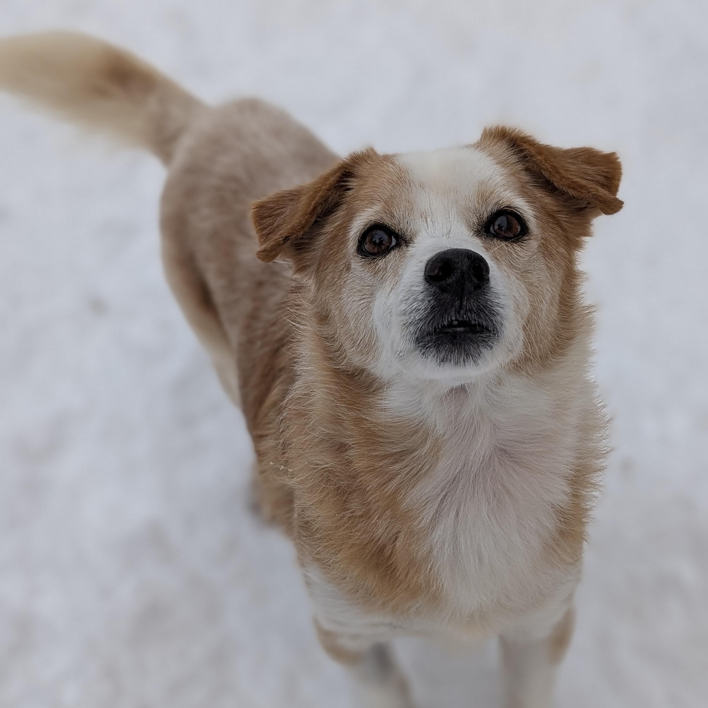 Timon, Adoptable, Senior Male Mixed Breed & Terrier.