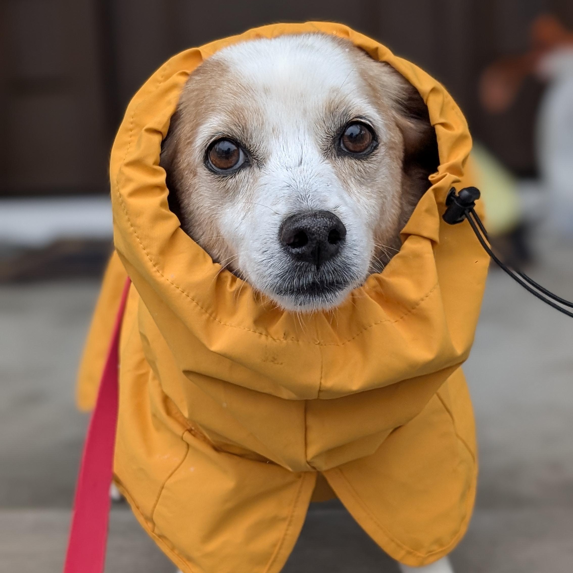 Enlarge Timon, a Adoptable mixed breed in Brooklyn, NY image 3/4