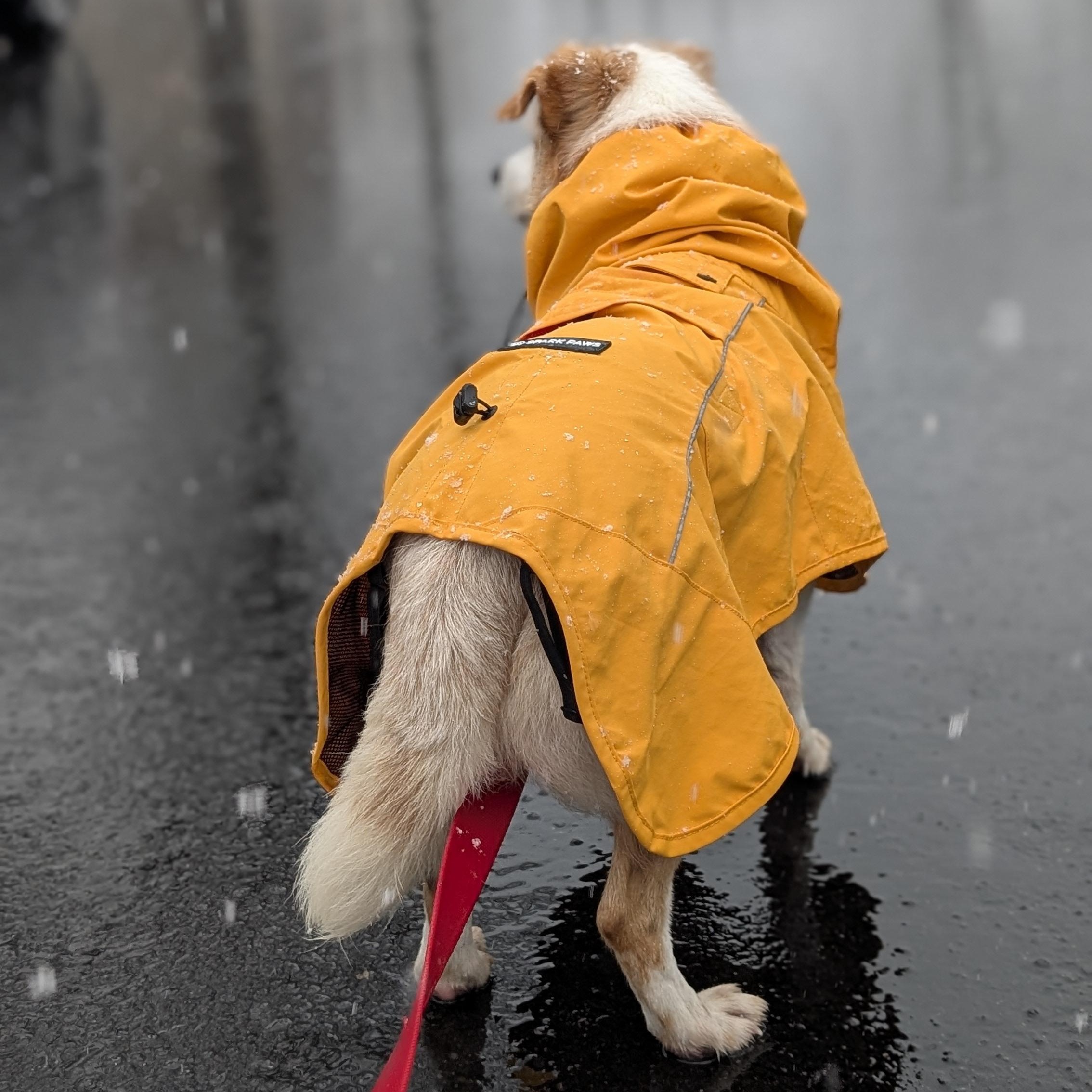 Enlarge Timon, a Adoptable mixed breed in Brooklyn, NY image 4/4