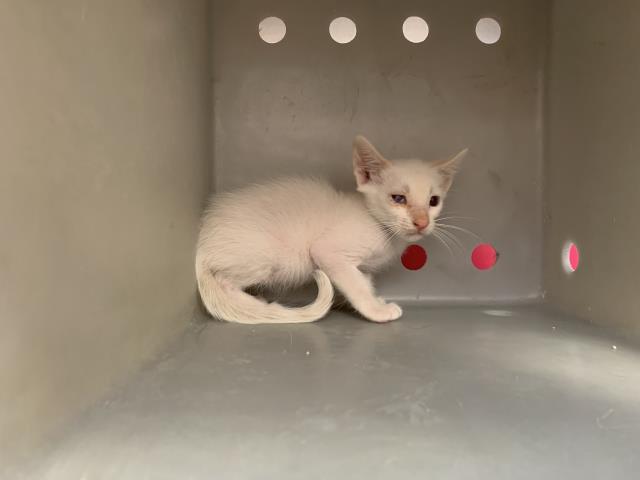 A1939021, Adoptable, Kitten Male Domestic Short Hair.