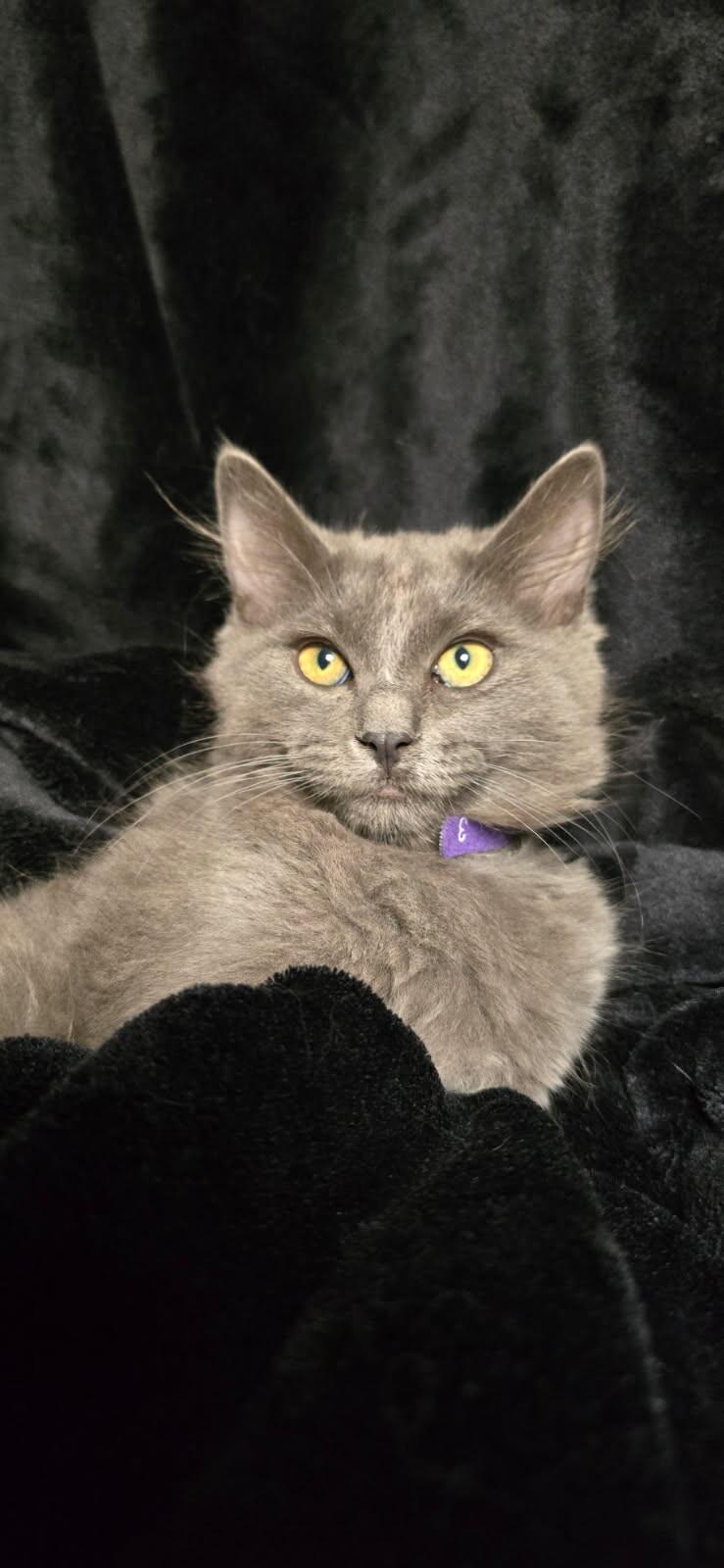 Enlarge Sandy, a Adoptable Domestic Medium Hair in Arlington, WA image 1/1