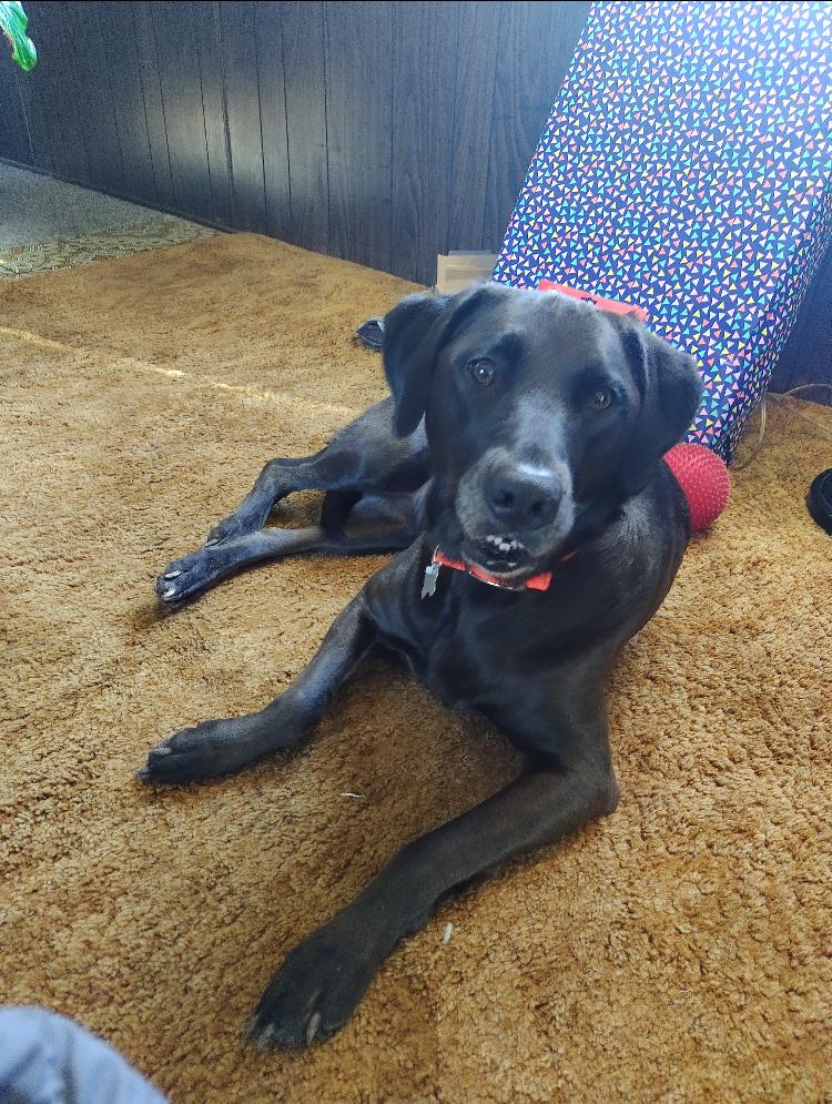 Enlarge Rudder, a Adoptable mixed breed in St. Ignace, MI image 6/6