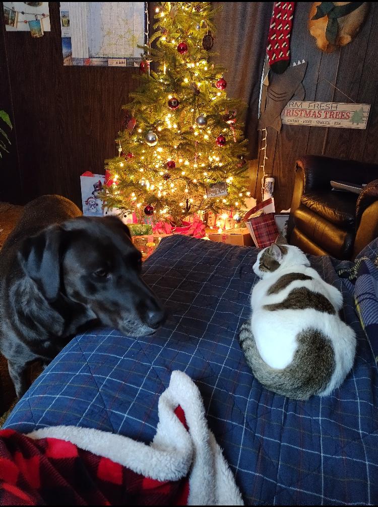 Enlarge Rudder, a Adoptable mixed breed in St. Ignace, MI image 5/6