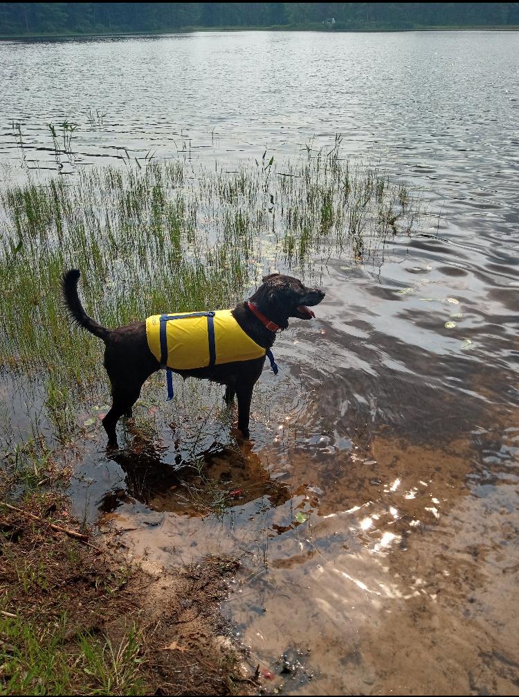 Enlarge Rudder, a Adoptable mixed breed in St. Ignace, MI image 3/6