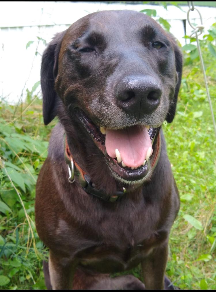 Enlarge Rudder, a Adoptable mixed breed in St. Ignace, MI image 1/6