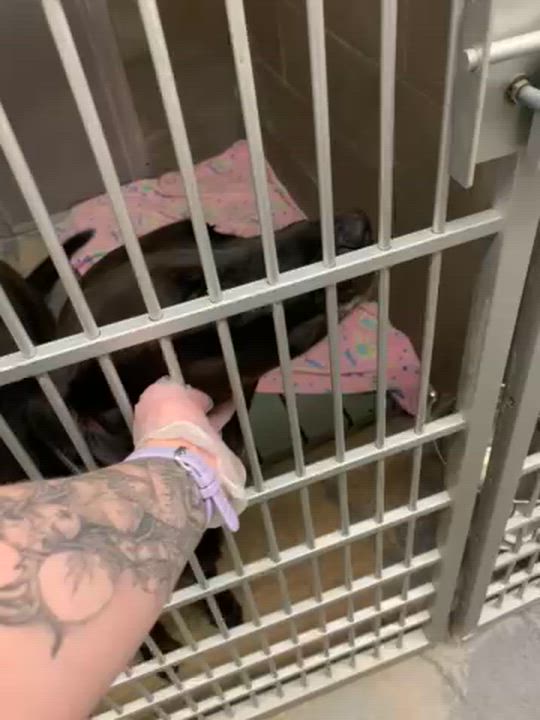 Enlarge Rudder, a Adoptable mixed breed in St. Ignace, MI video 1/1