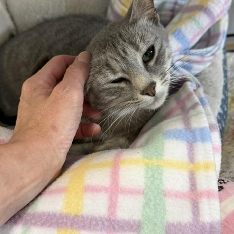 Luna, a ADOPTABLE Domestic Short Hair in Chisholm, MN image 4/4
