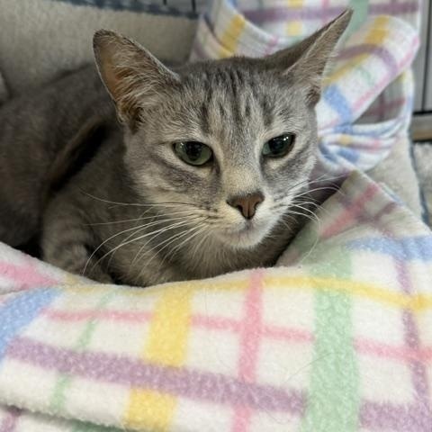 Luna, a ADOPTABLE Domestic Short Hair in Chisholm, MN image 3/4