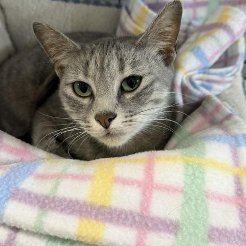 Luna, ADOPTABLE, Young Female Domestic Short Hair.