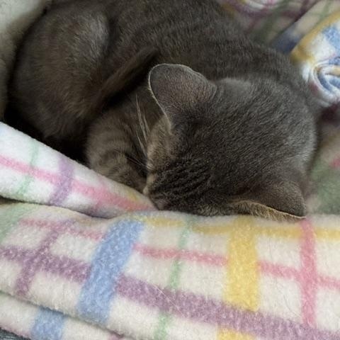 Luna, a ADOPTABLE Domestic Short Hair in Chisholm, MN image 2/4
