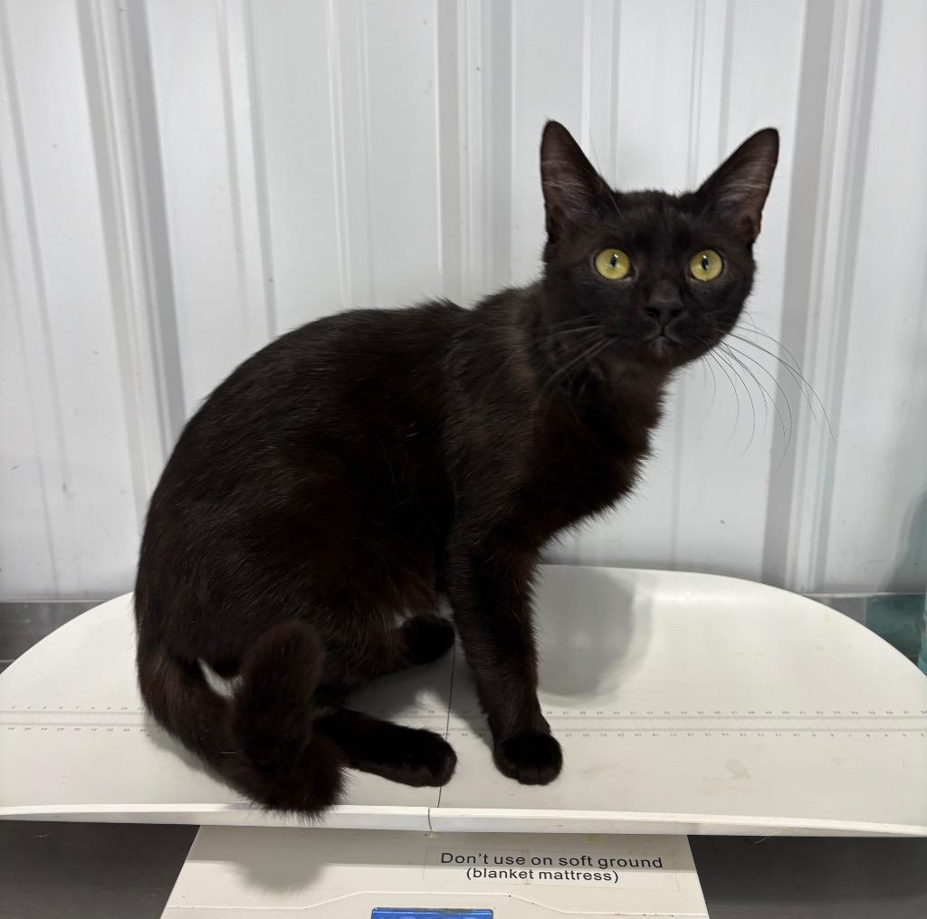 Hendrix- Shop Cat, Adoptable, Young Male Domestic Short Hair.