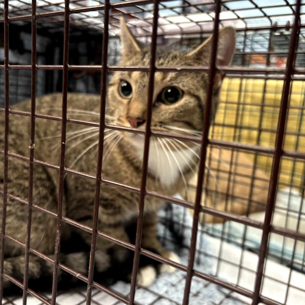 Enlarge Hope, a Adoptable Domestic Short Hair in Garfield, AR image 1/1