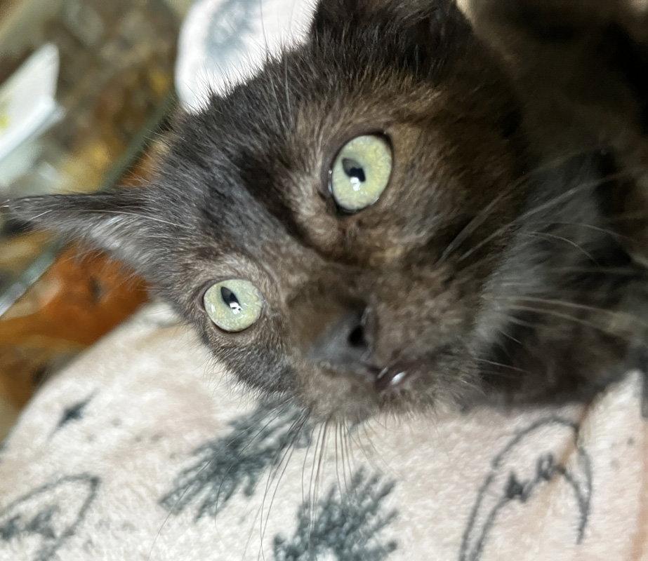 Werewolf, Adoptable, Kitten Male Domestic Short Hair.