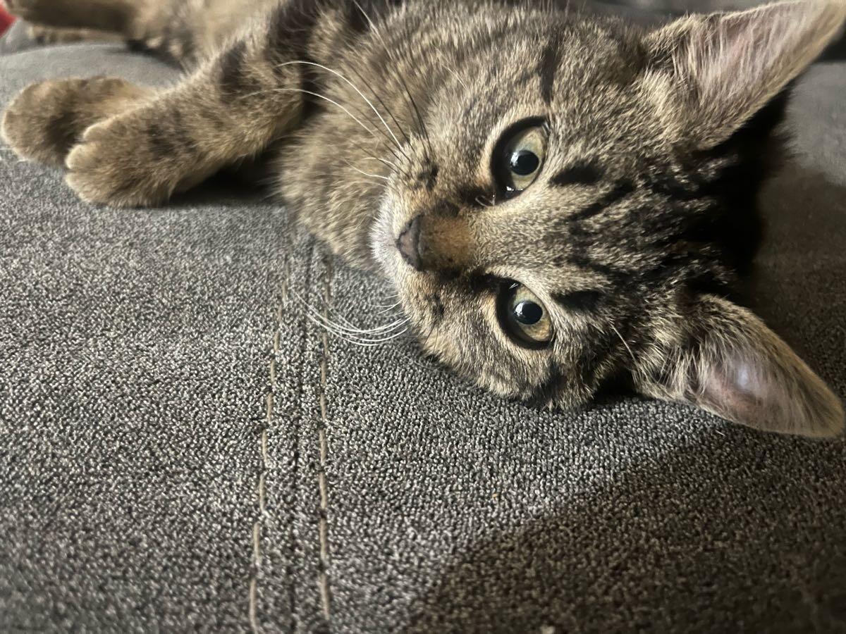 Enlarge Charm, a ADOPTABLE Domestic Short Hair in Washington, DC image 2/5