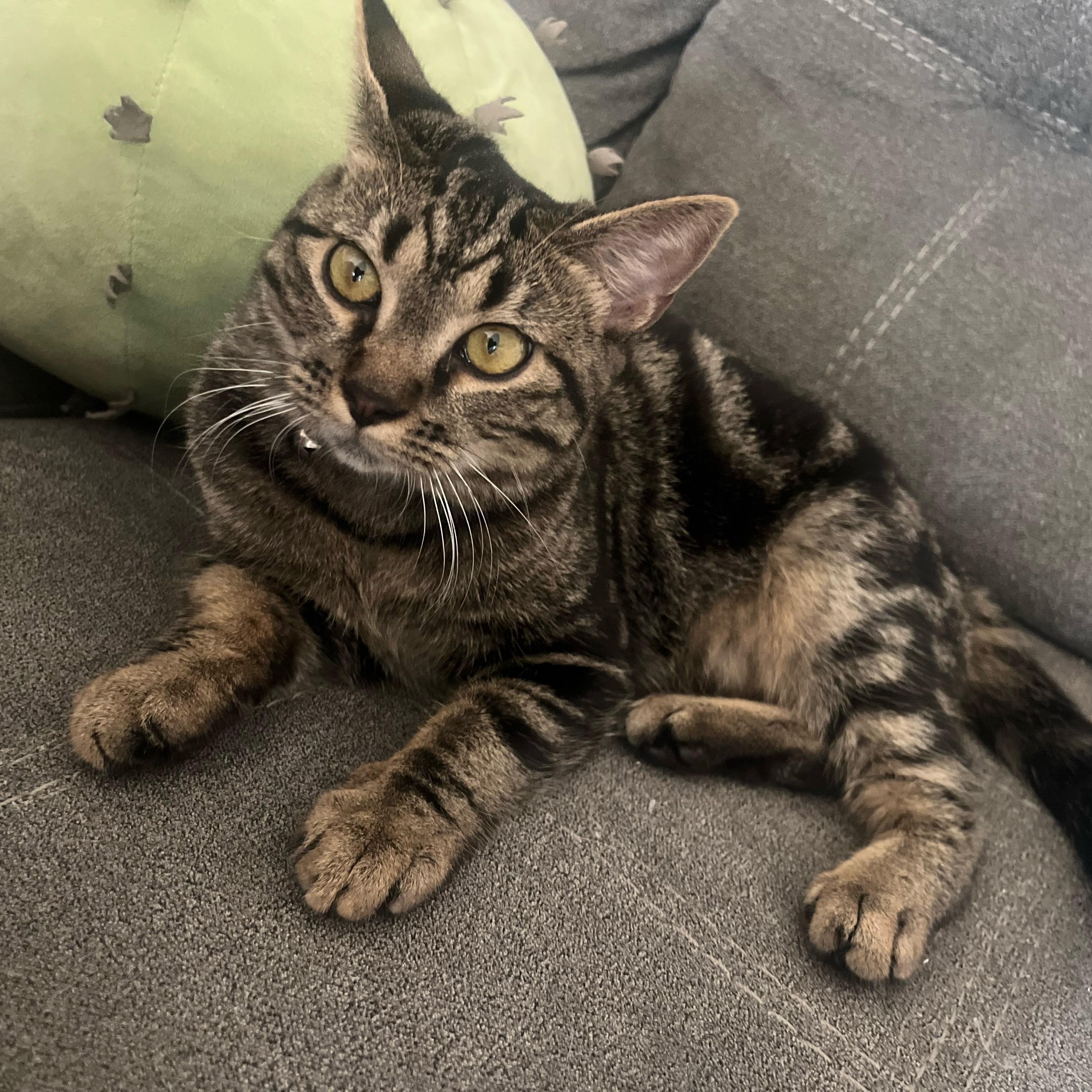 Charm, ADOPTABLE, Young Female Domestic Short Hair.