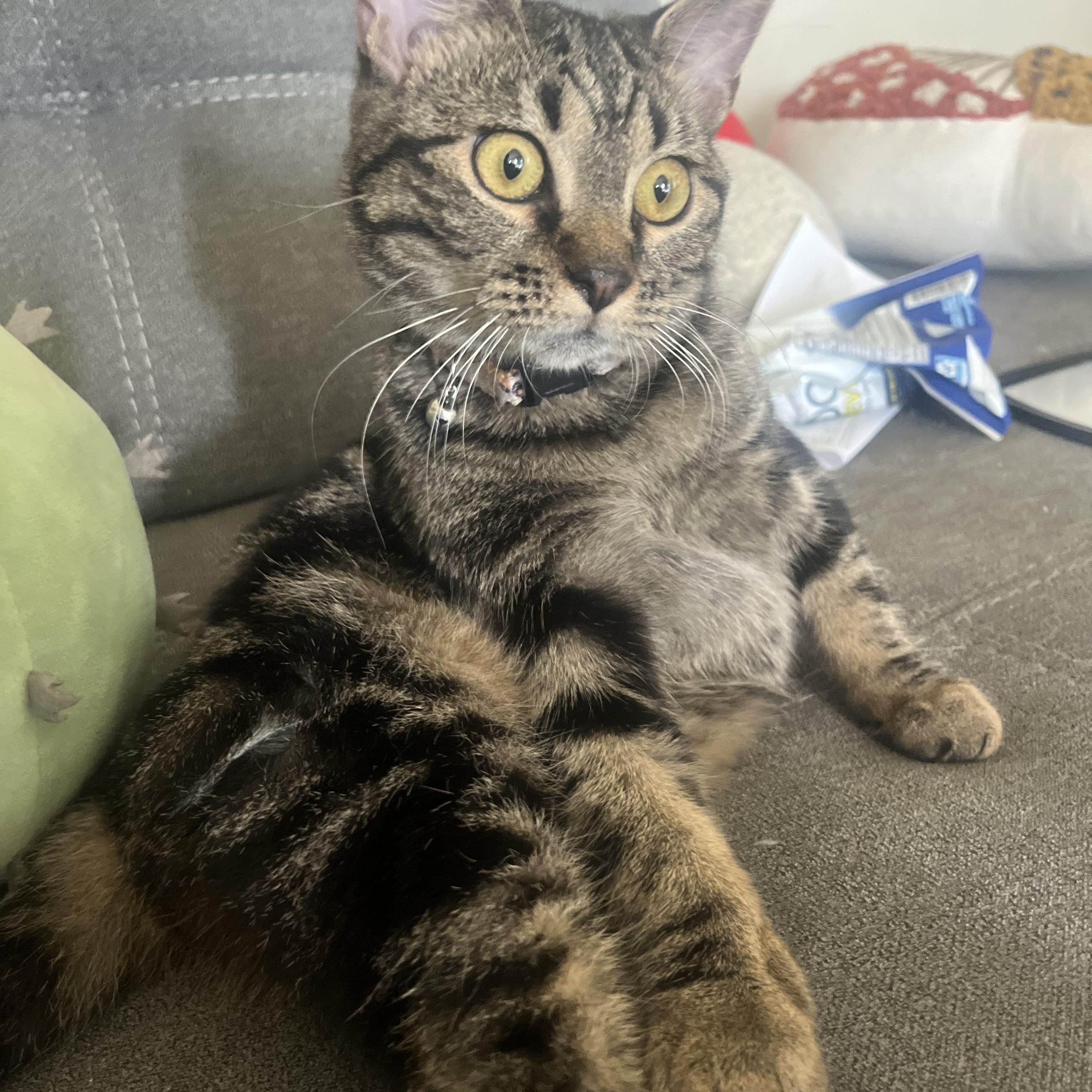 Enlarge Charm, a ADOPTABLE Domestic Short Hair in Washington, DC image 4/5