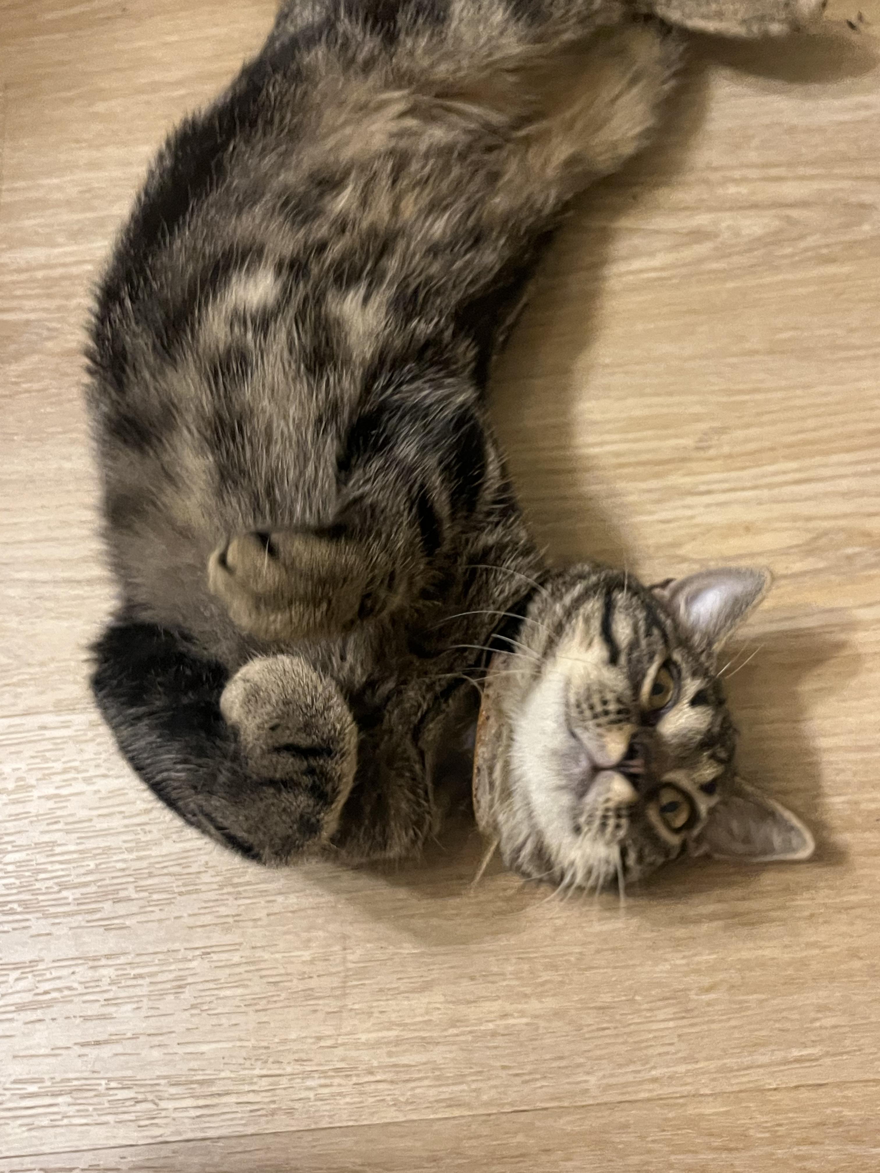 Enlarge Charm, a ADOPTABLE Domestic Short Hair in Washington, DC image 5/5