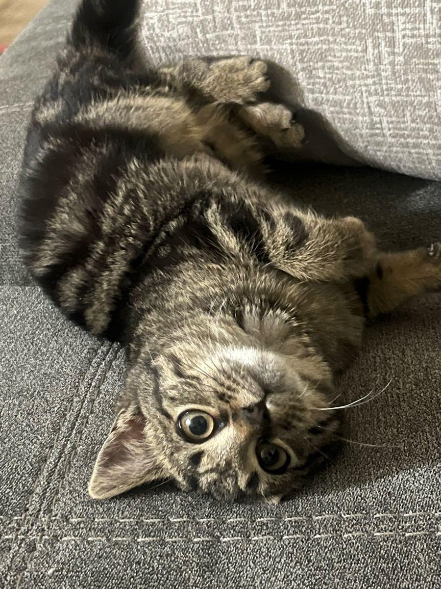 Enlarge Charm, a ADOPTABLE Domestic Short Hair in Washington, DC image 3/5