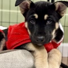 Jack, Adoptable, Puppy Male Cattle Dog & Shepherd.
