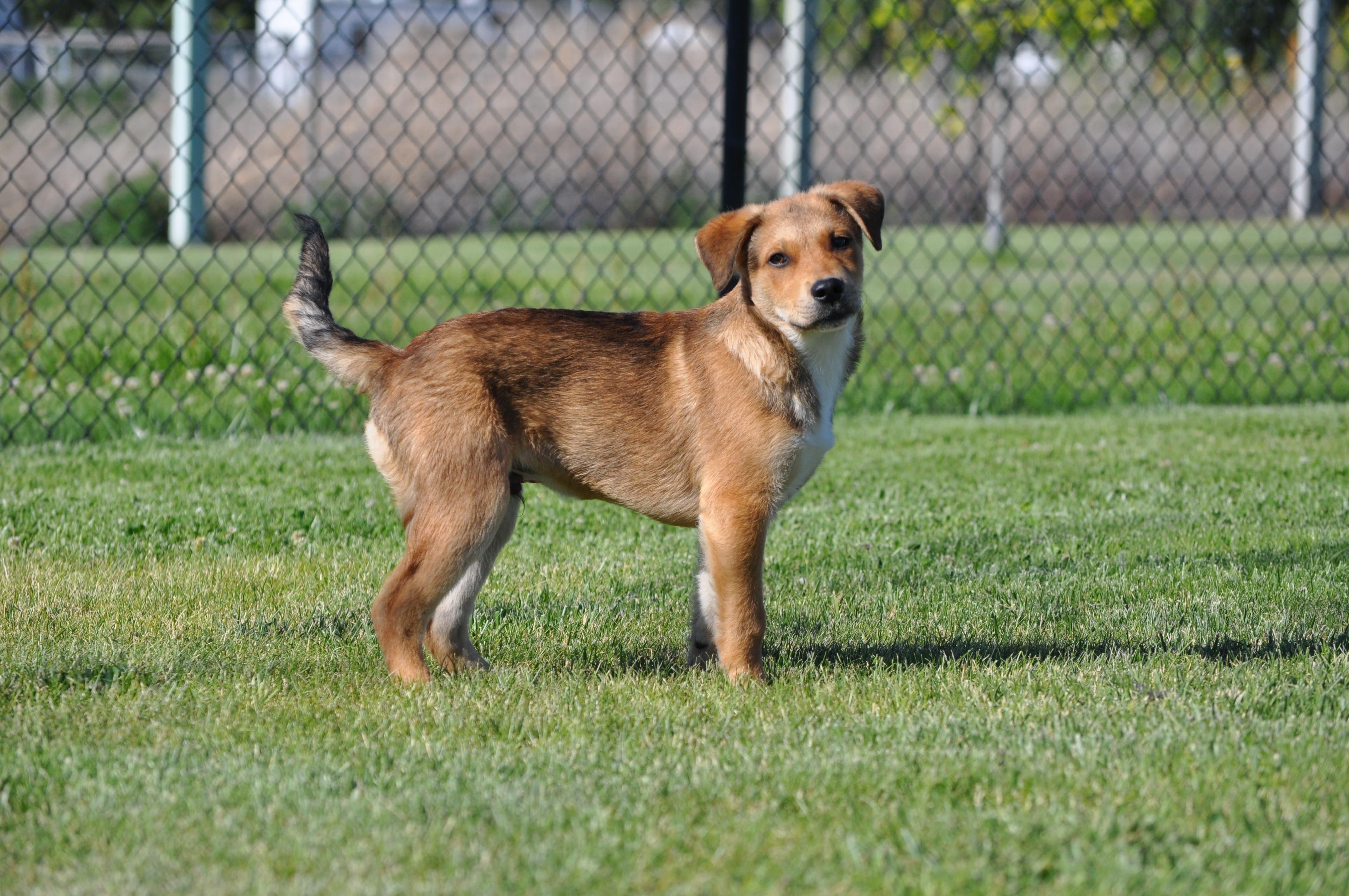 Enlarge Fozzie, a ADOPTABLE mixed breed in Union Gap, WA image 3/6