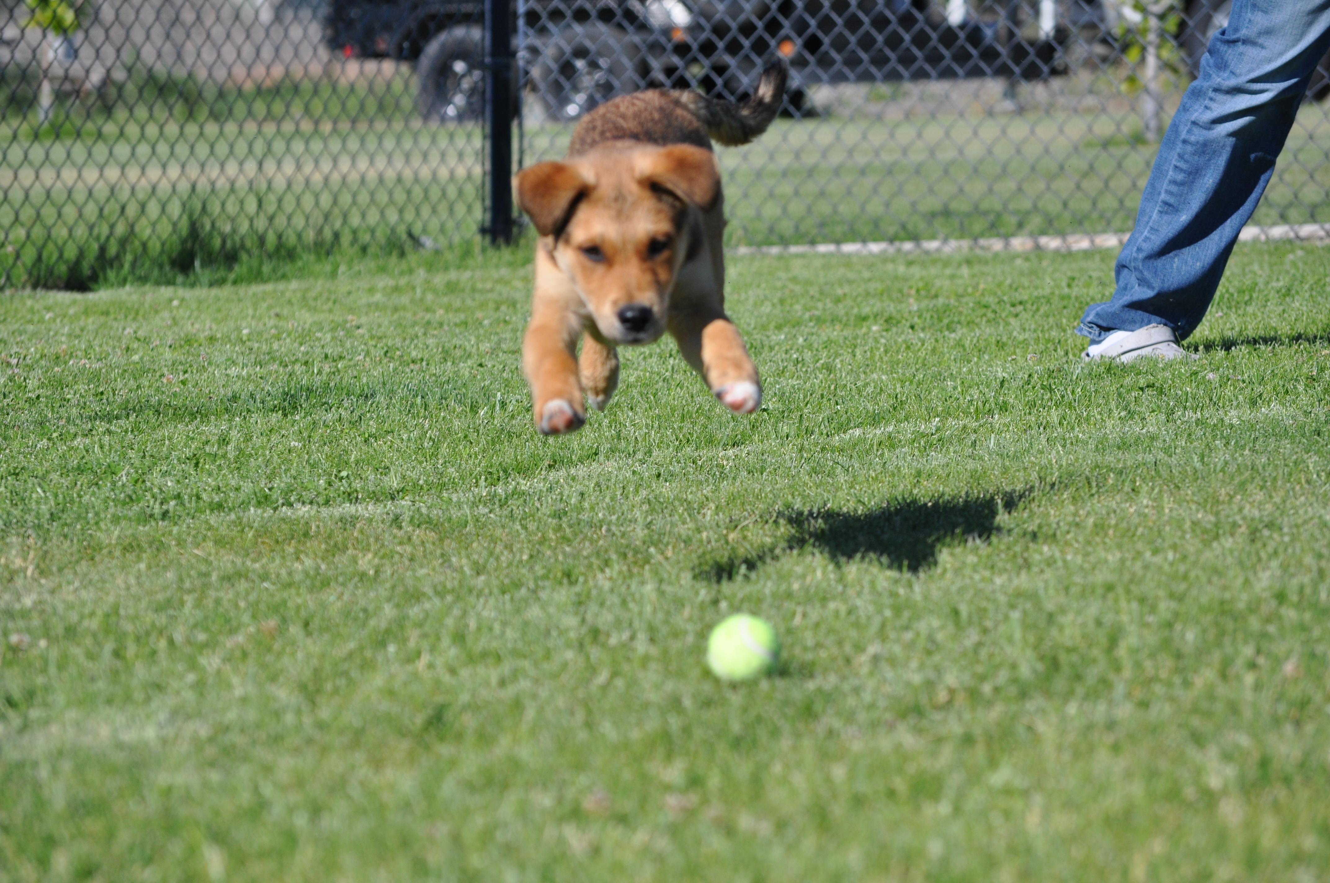 Enlarge Fozzie, a ADOPTABLE mixed breed in Union Gap, WA image 4/6
