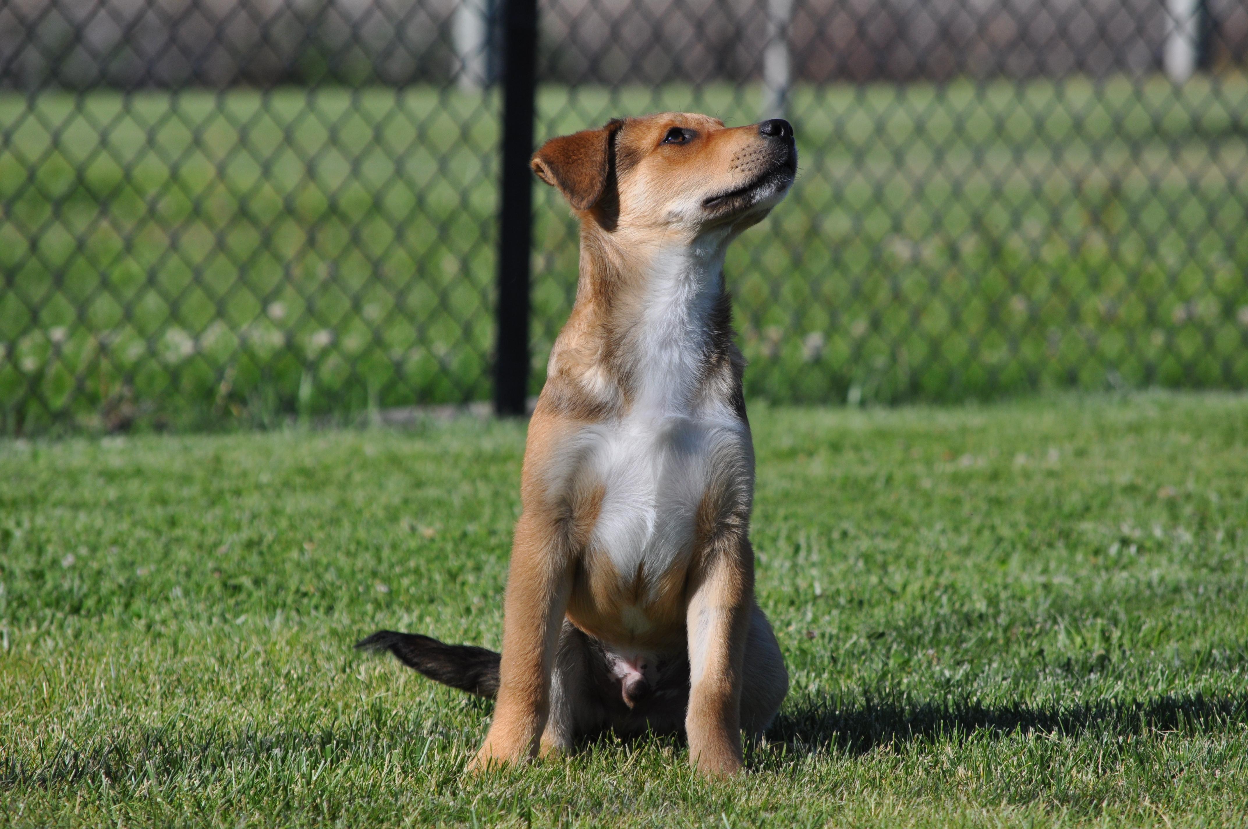 Enlarge Fozzie, a ADOPTABLE mixed breed in Union Gap, WA image 2/6