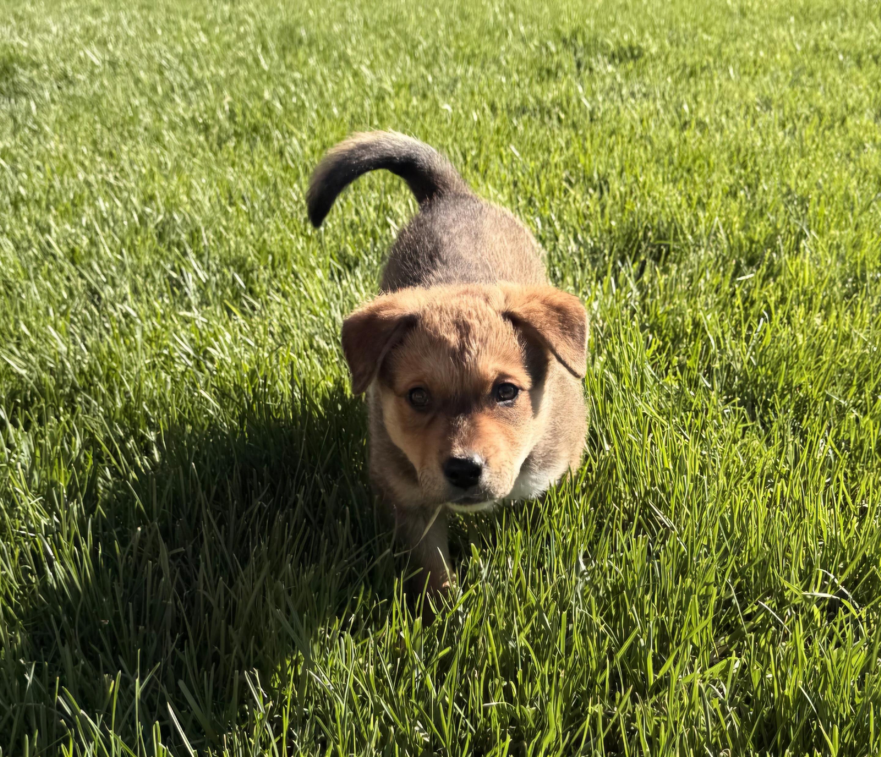 Fozzie, a ADOPTABLE mixed breed in Union Gap, WA image 3/5