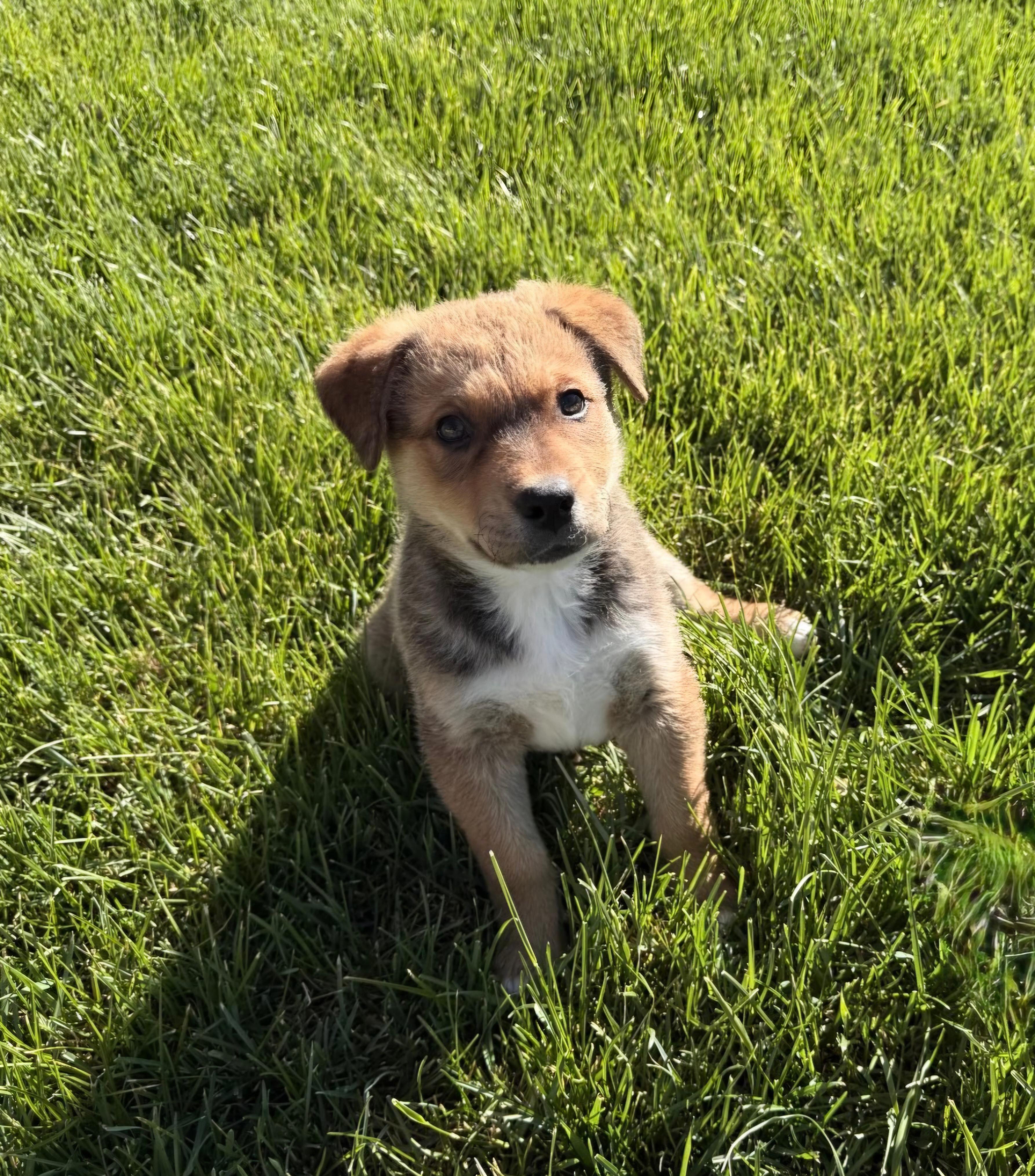 Fozzie, a ADOPTABLE mixed breed in Union Gap, WA image 2/5