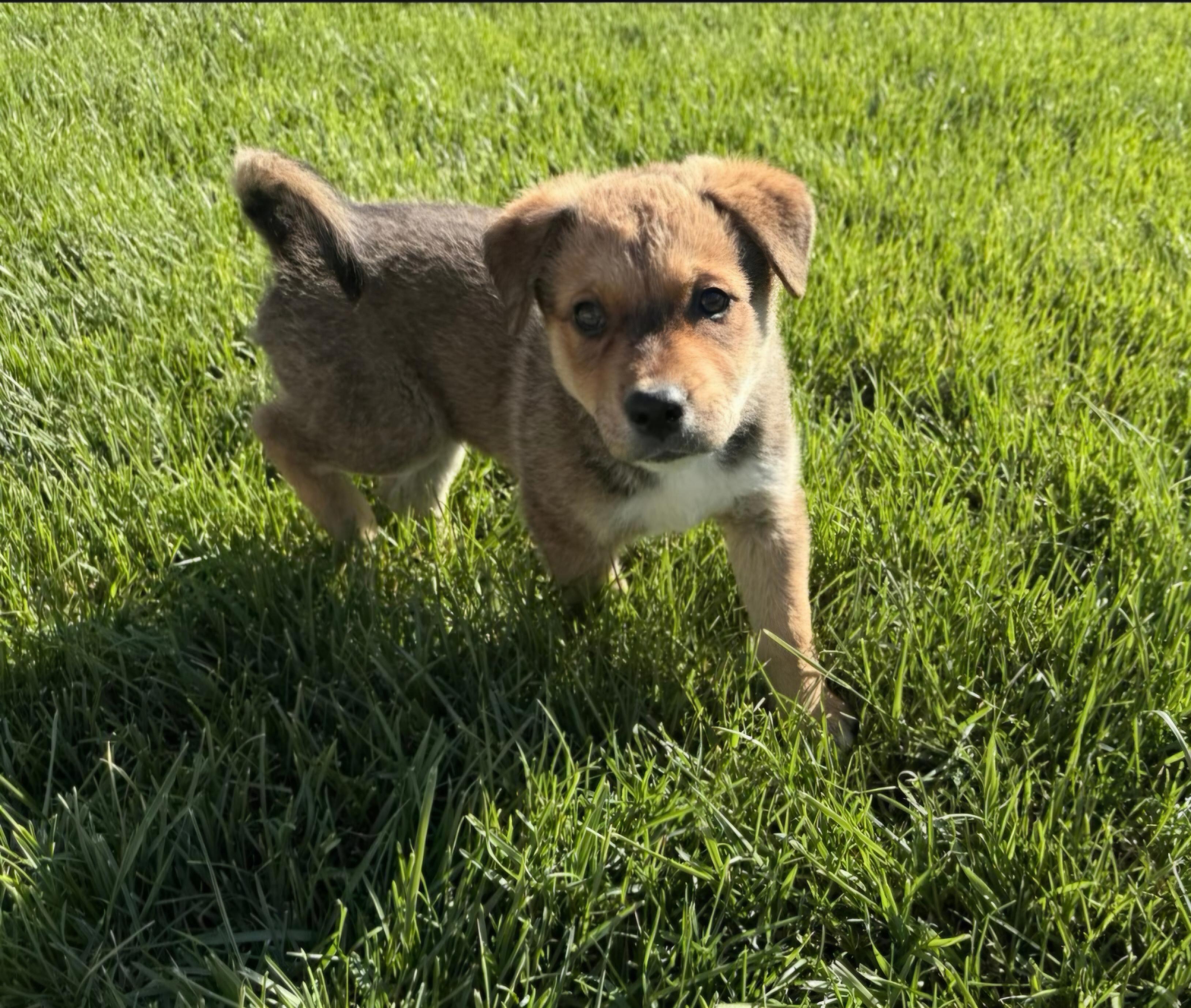 Fozzie, ADOPTABLE, Puppy Male Shepherd.
