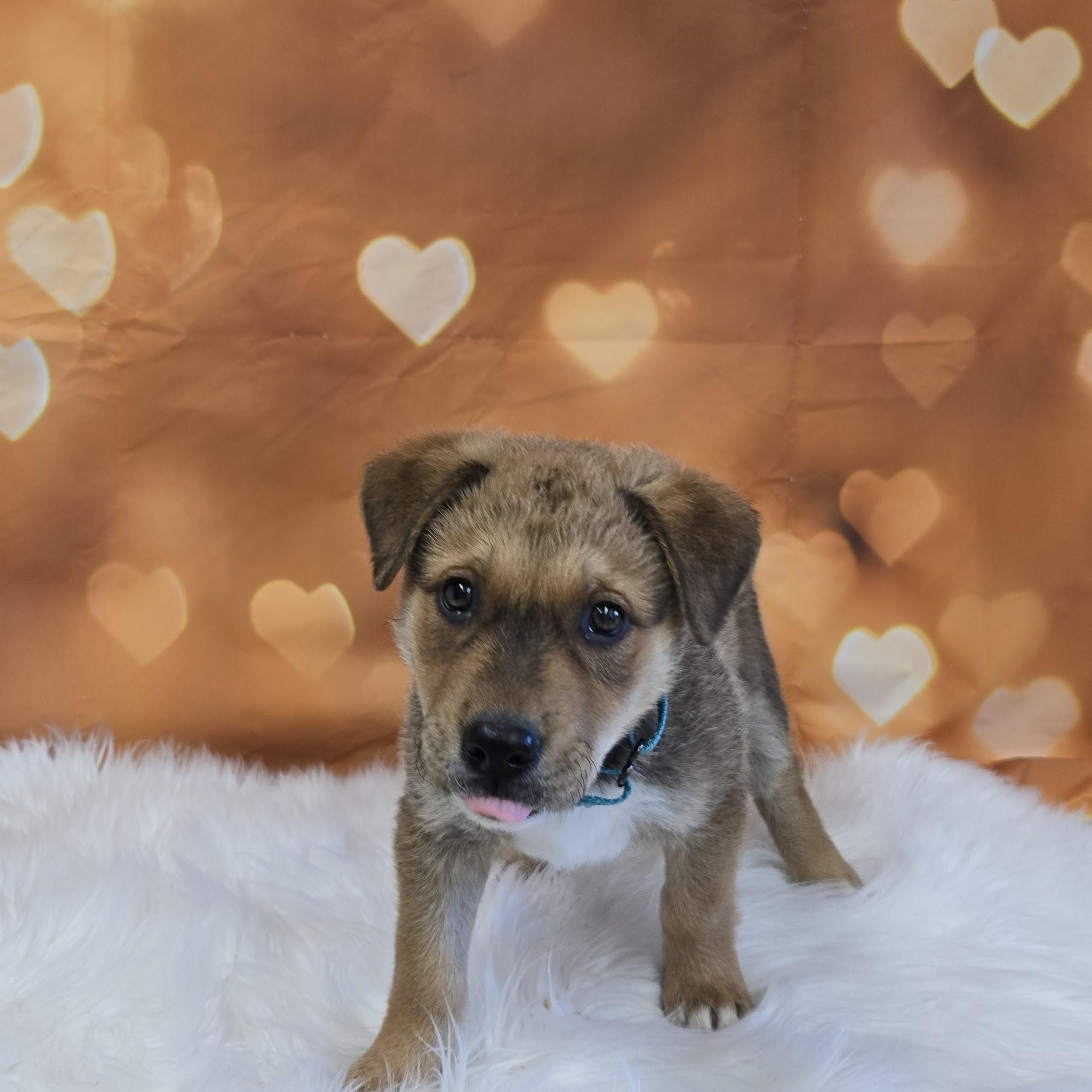 Fozzie, a ADOPTABLE mixed breed in Union Gap, WA image 5/5