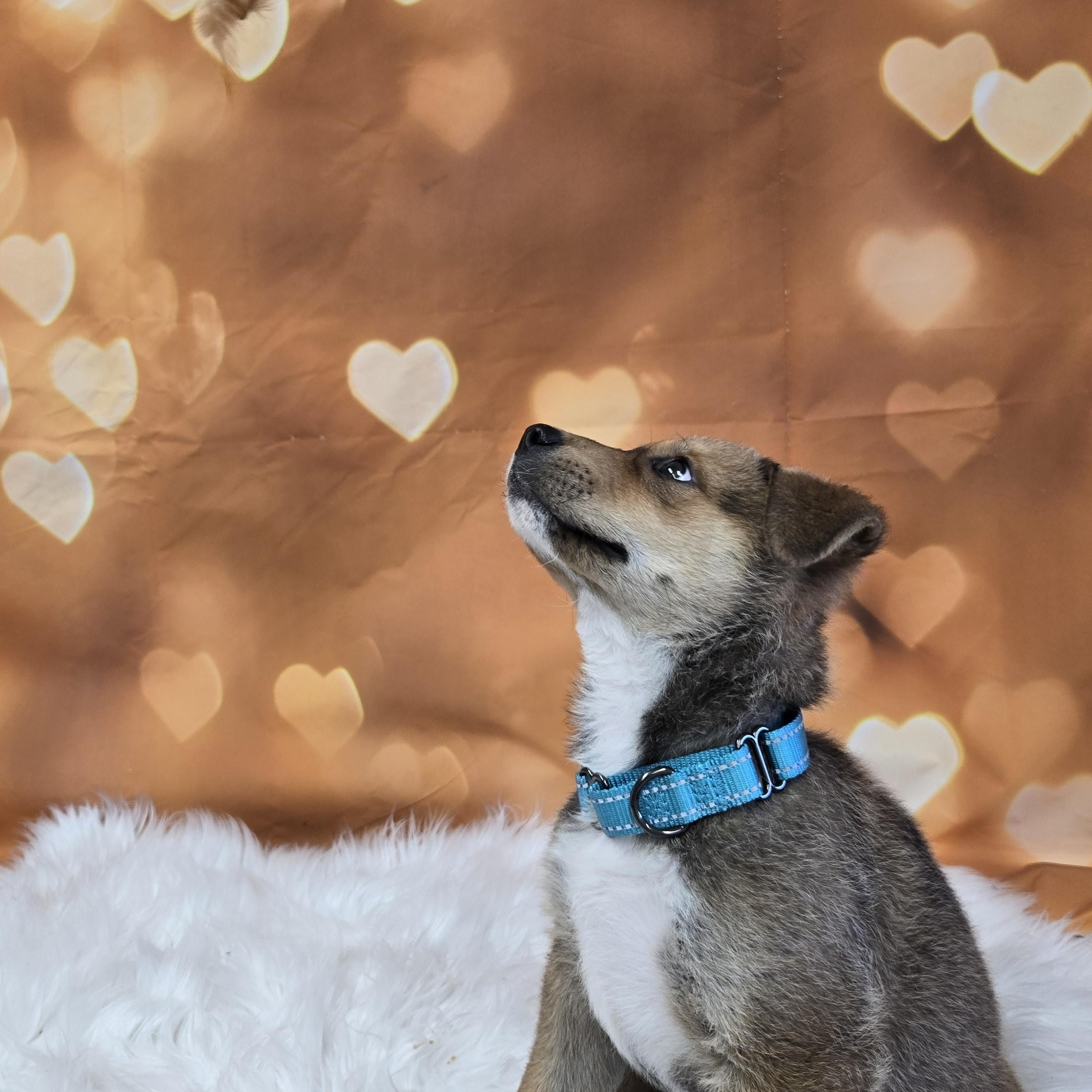 Fozzie, a ADOPTABLE mixed breed in Union Gap, WA image 4/5