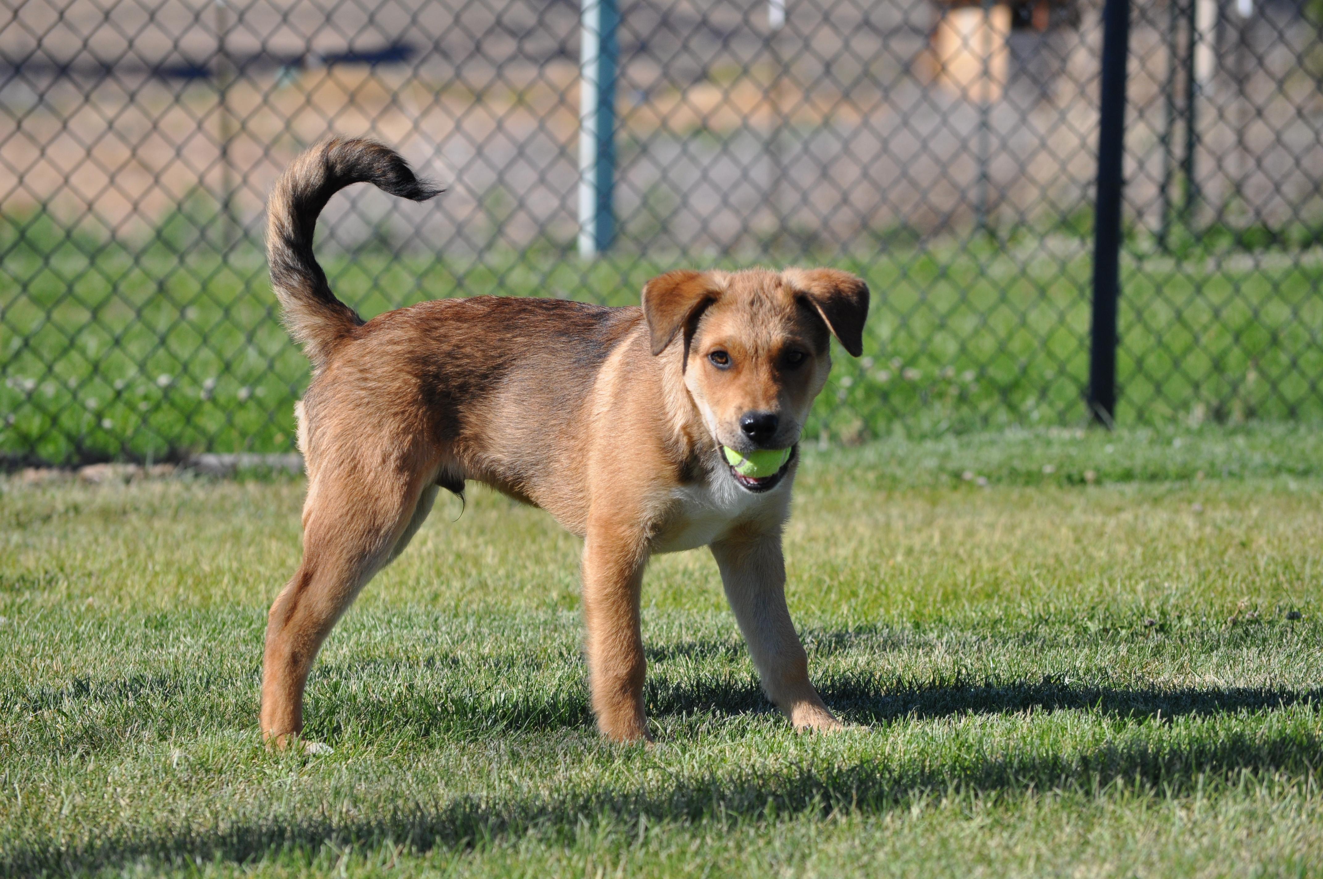 Enlarge Fozzie, a ADOPTABLE mixed breed in Union Gap, WA image 5/6